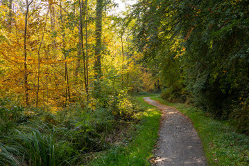 Obraz premium Waldweg im Herbst
