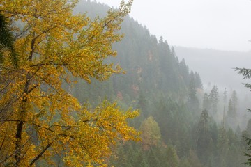 Obrazy na Szkle  Kolor jesieni i mglisty las w górach Kaskadowych