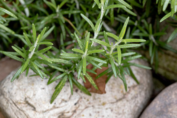 ramo di rosmarino con roccia sullo sfondo