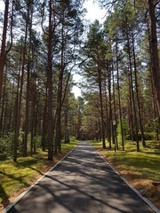road in the forest