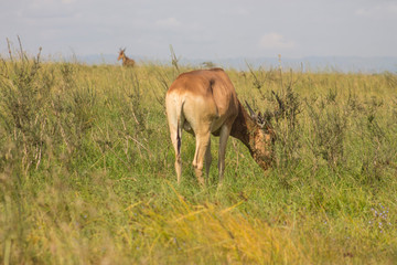 Antelope in the wild