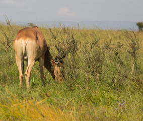 Antelope in the wild