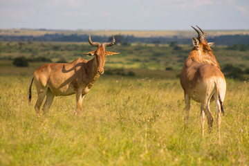 Antelope in the wild