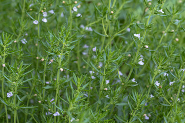 macro piante di timo