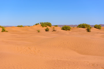 Erg Chebbi, Sahara Desert in Morroco : October 24 2017 : Bereber in the desert  of Sahara in Morocco.