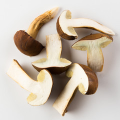 autumn bay bolete on a white background