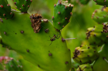 araña en cactus