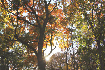 Autumn park during sunset