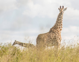 Giraffe in the wild