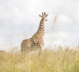 Giraffe in the wild