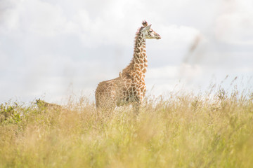 Giraffe in the wild