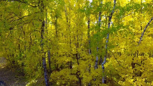 Yellow birch leaves in the sun