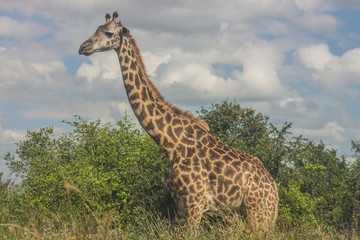 Giraffe in the wild