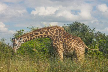 Giraffe in the wild