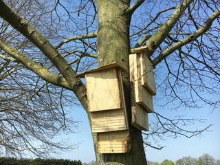 Bat boxes on a tgreet trunk
