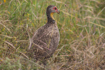 Guinea Fowl 