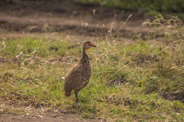 Guinea Fowl 