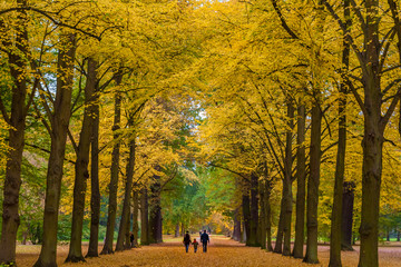 Lovely scene of parents walking with their child through a big tree avenue with a beautiful yellow autumn foliage in a park in Kassel, Germany. The road is covered with colourful dried leaves.