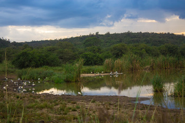 Obraz premium Pond in the park