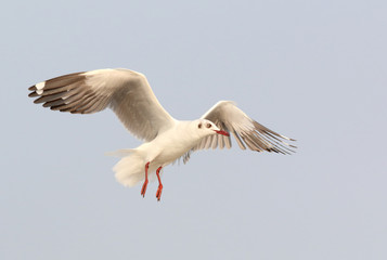 Obraz premium Seagull flying in the sky.