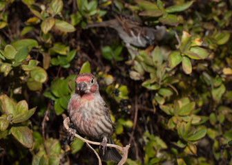 A house finch is sitting on a small branch in front of honeysuckle vines and looking towards the camera.