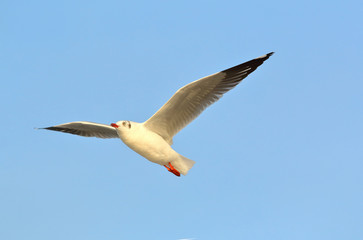 Fototapeta na wymiar Seagull flying in the sky.