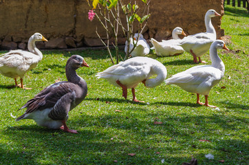 Obraz premium Patos al agua