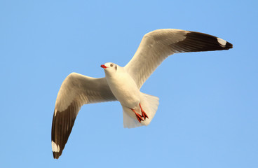 Seagull flying in the sky.