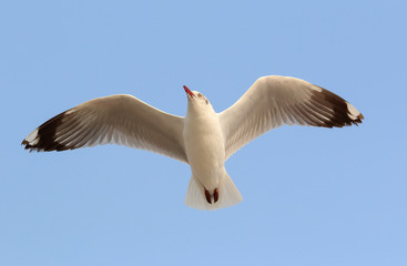 Seagull flying in the sky.