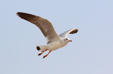 Seagull flying in the sky.