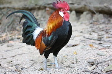 Khao Kheow Open Zoo