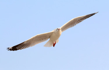 Seagull flying in the sky.