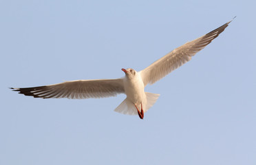 Seagull flying in the sky.