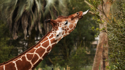 giraffe in zoo