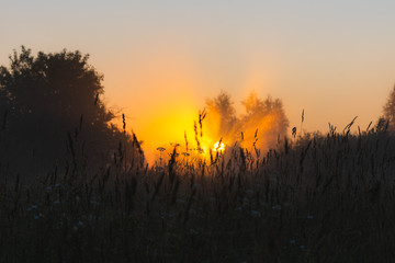 The sun's rays Shine through the fog in the summer morning at dawn in a field with trees