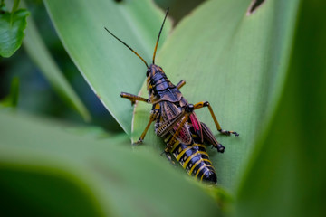 Grass Hopper Sitting on Leaf