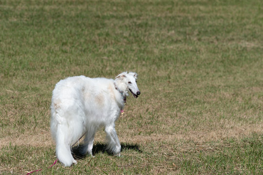 67 Best ボルゾイ 大型犬 Images Stock Photos Vectors Adobe Stock