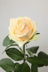 クリーム色のバラ｜Cream-Colored Rose