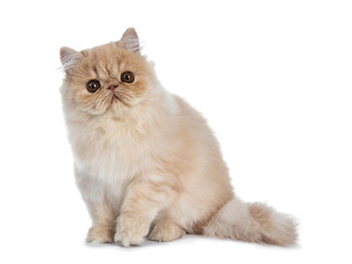 Fluffy cream Persian cat kitten sitting side ways, looking curious at lens with big brown eyes isolated on white background