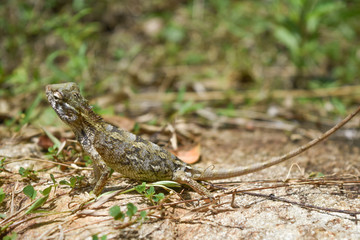 garden lizard, Animal, Nature, wildlife, srilanka