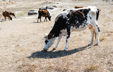 Cows grazing in a meadow in the dry season