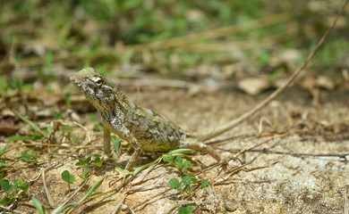 garden lizard, Animal, Nature, wildlife, srilanka