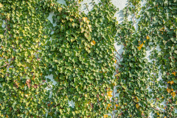 green ivy foliage Hedera helix on a wall - floral texture close up