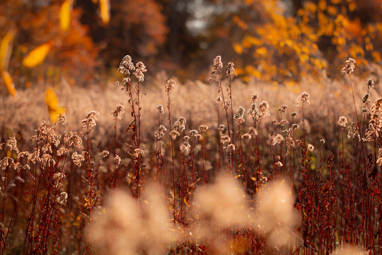 Herbstleuchten Verblühte kanadische Goldrute ( solidago canadensis )