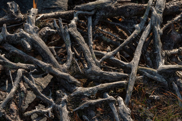 grey roots on the beach