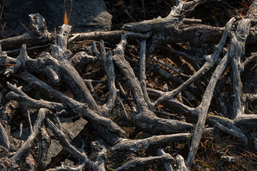 Fototapeta premium grey roots on the beach