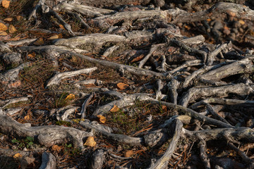 grey roots on the beach