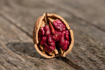 Rote Donaunuss (Walnuss), frontal