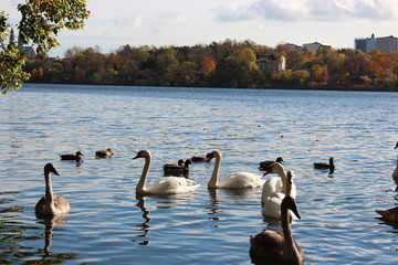 water birds in waterchannel 
