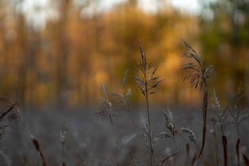 evening by a bed of reeds